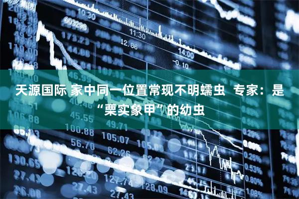 天源国际 家中同一位置常现不明蠕虫  专家：是“栗实象甲”的幼虫